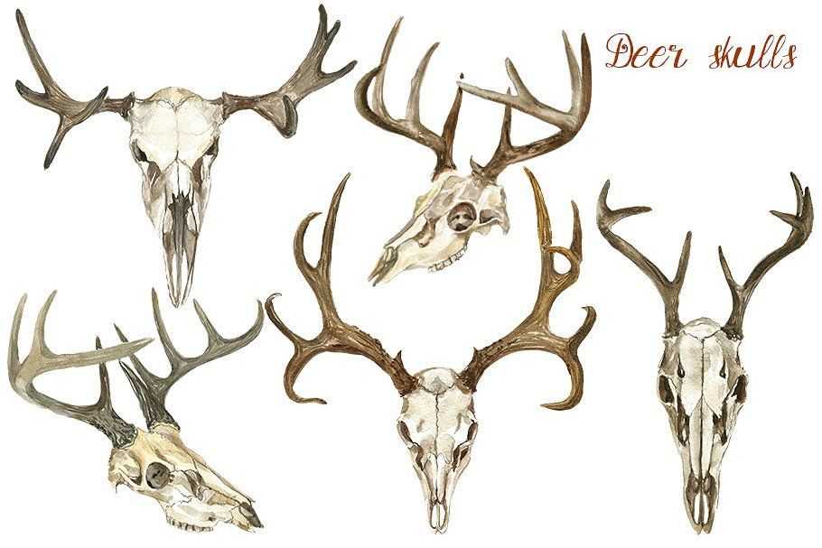 Featured image for deer skull drawing reference