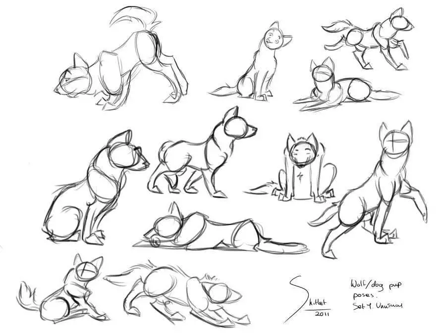 Dog Drawing Reference 1