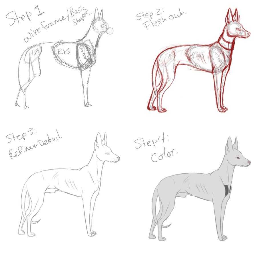 Dog Drawing Reference 2