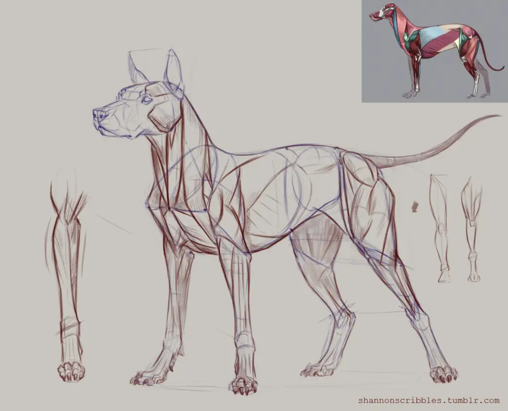 Dog Drawing Reference 3 1024x827