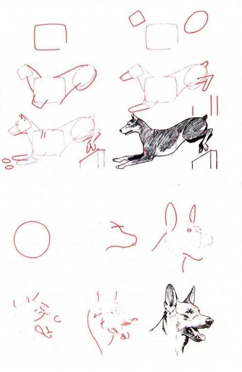 Dog Drawing Reference 4