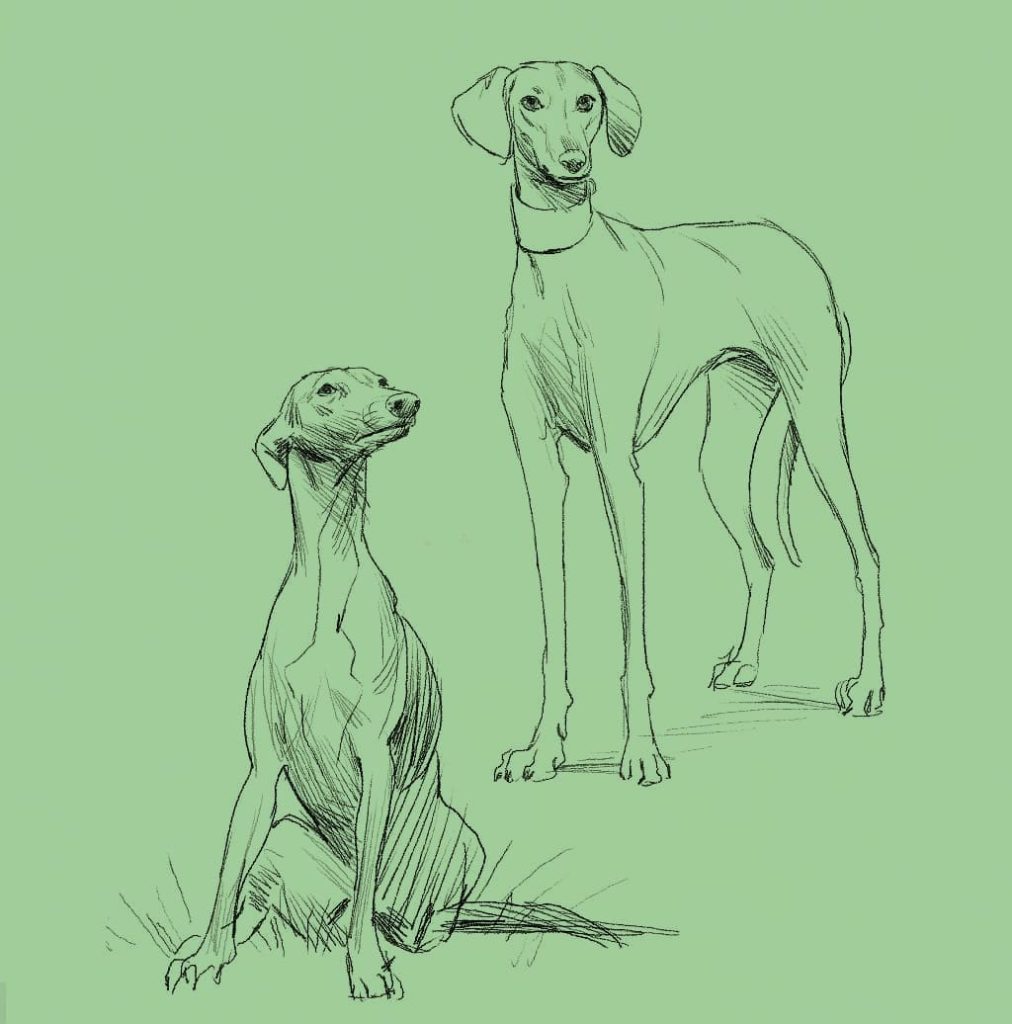 Dog Drawing Reference 6 1012x1024