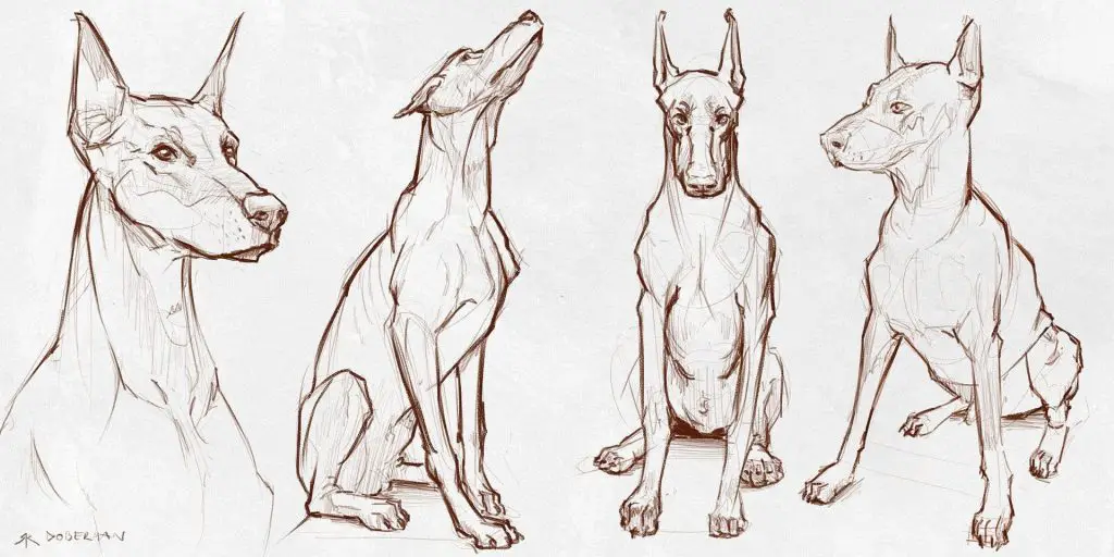 Dog Drawing Reference 7 1024x512