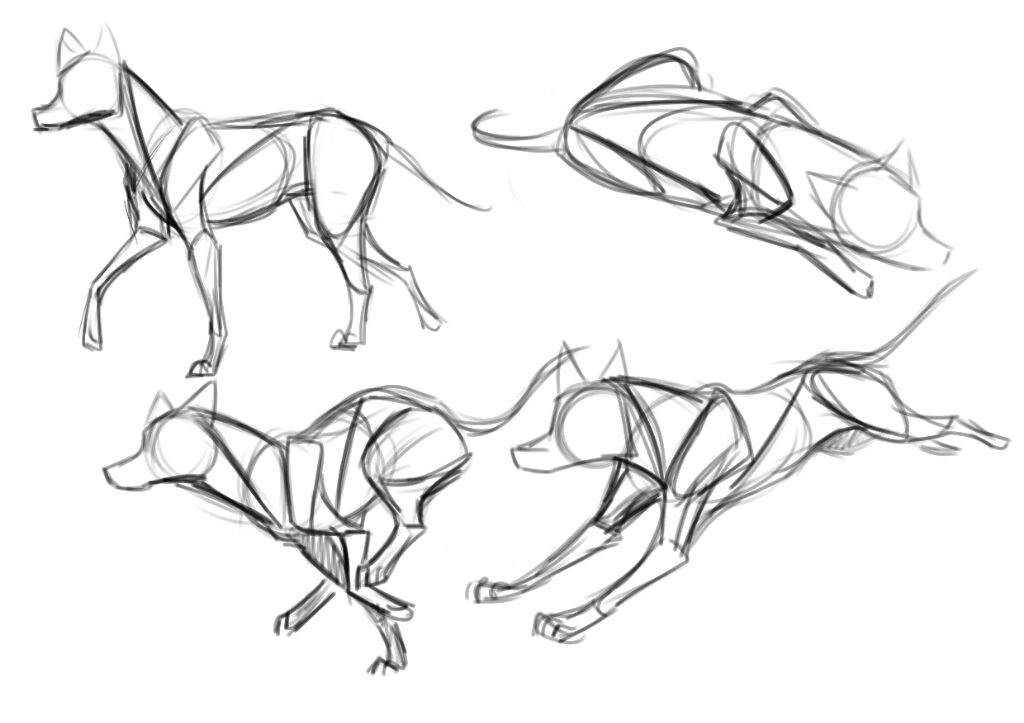 Dog Drawing Reference 9