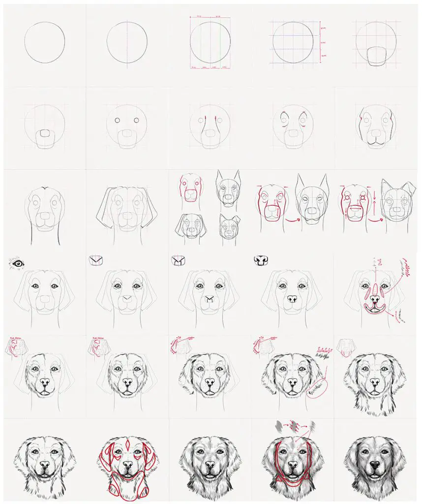 Dog Reference Drawing 12 858x1024