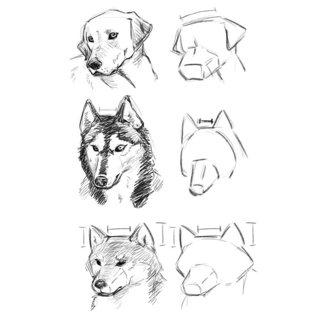Dog Reference Drawing 13 1024x1024