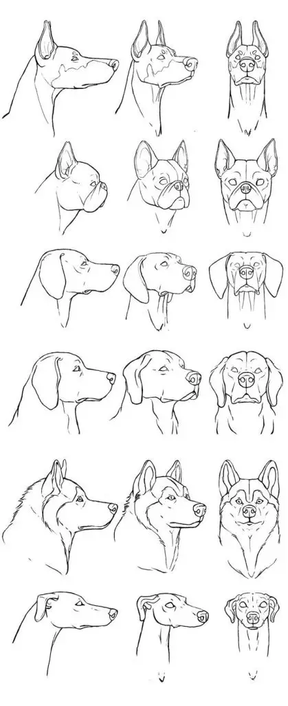Dog Reference Drawing 14 419x1024