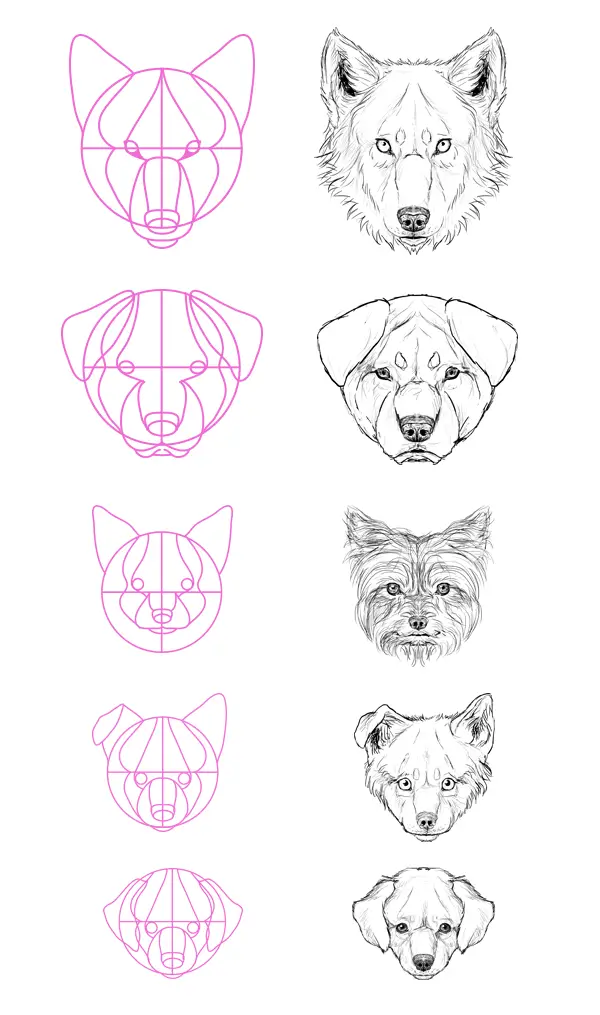 Dog Reference Drawing 15