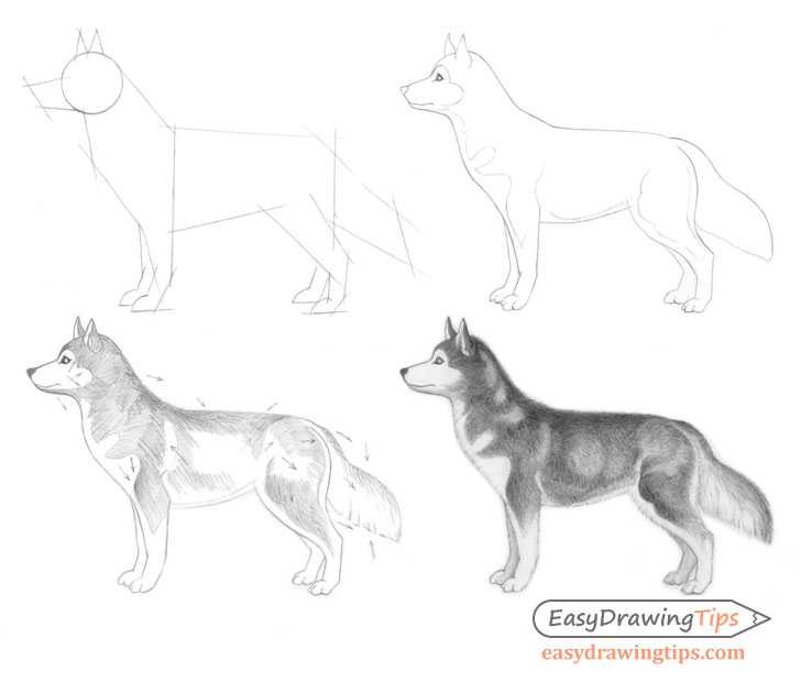 Dog Reference Drawing 16