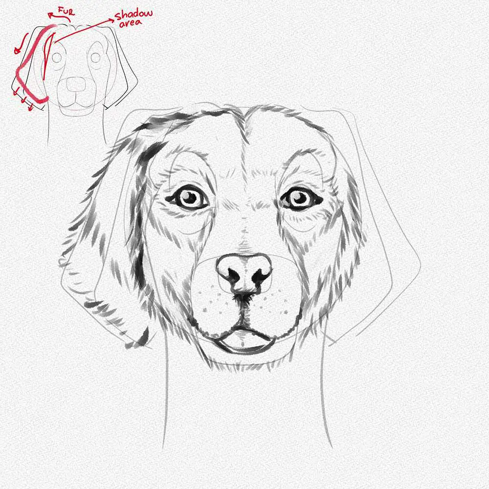 Dog Reference Drawing 20