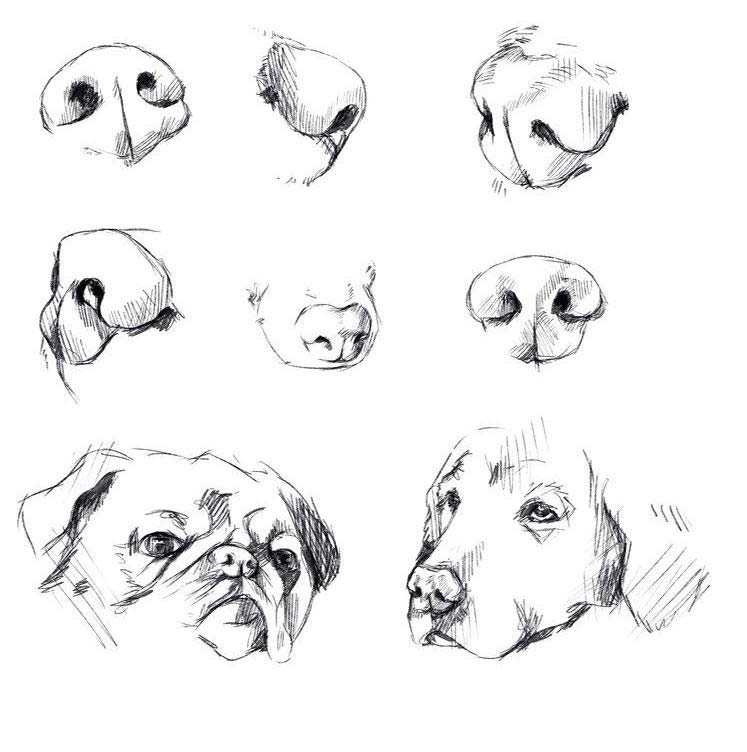 Dog Reference Drawing 21