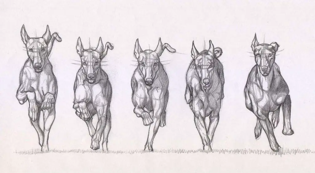 Dog Reference Drawing 22 1024x563