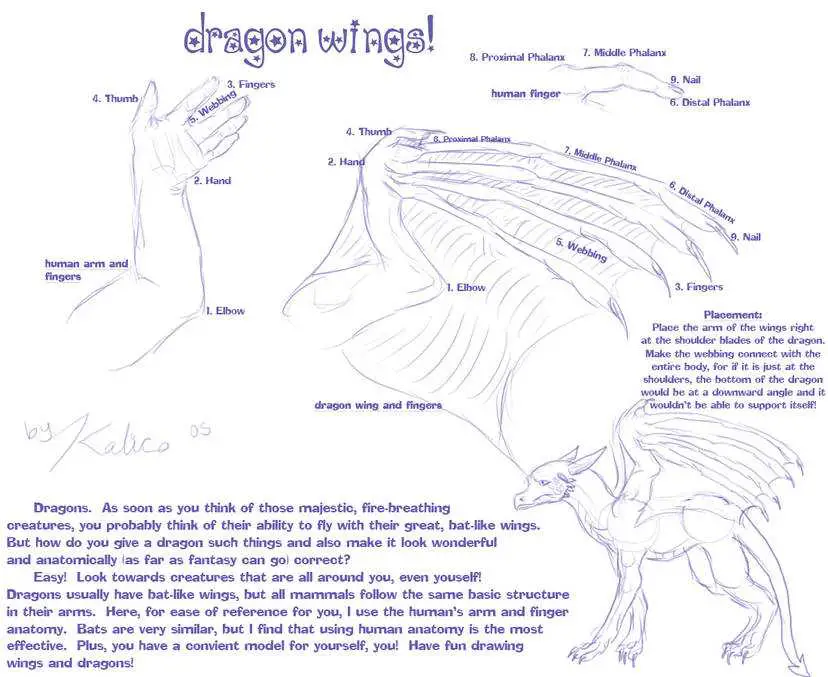 Dragon Wing Drawing Reference 6