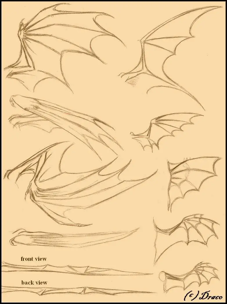 Featured image for dragon wing drawing reference