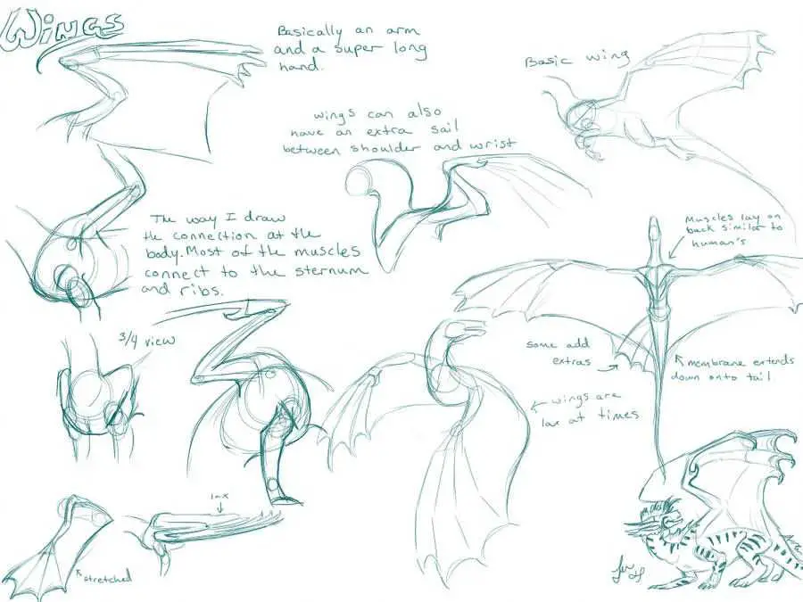 Dragon Wings Drawing 17