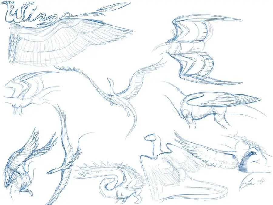 Dragon Wings Drawing 19