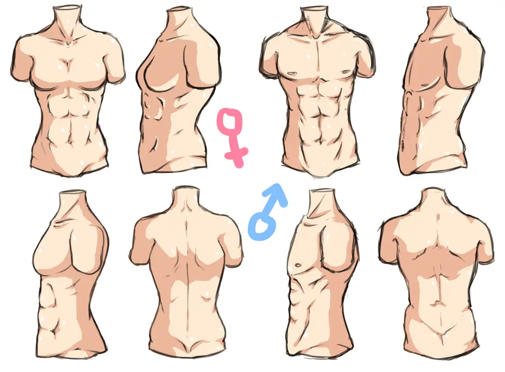 Female Abs Drawing Reference 6