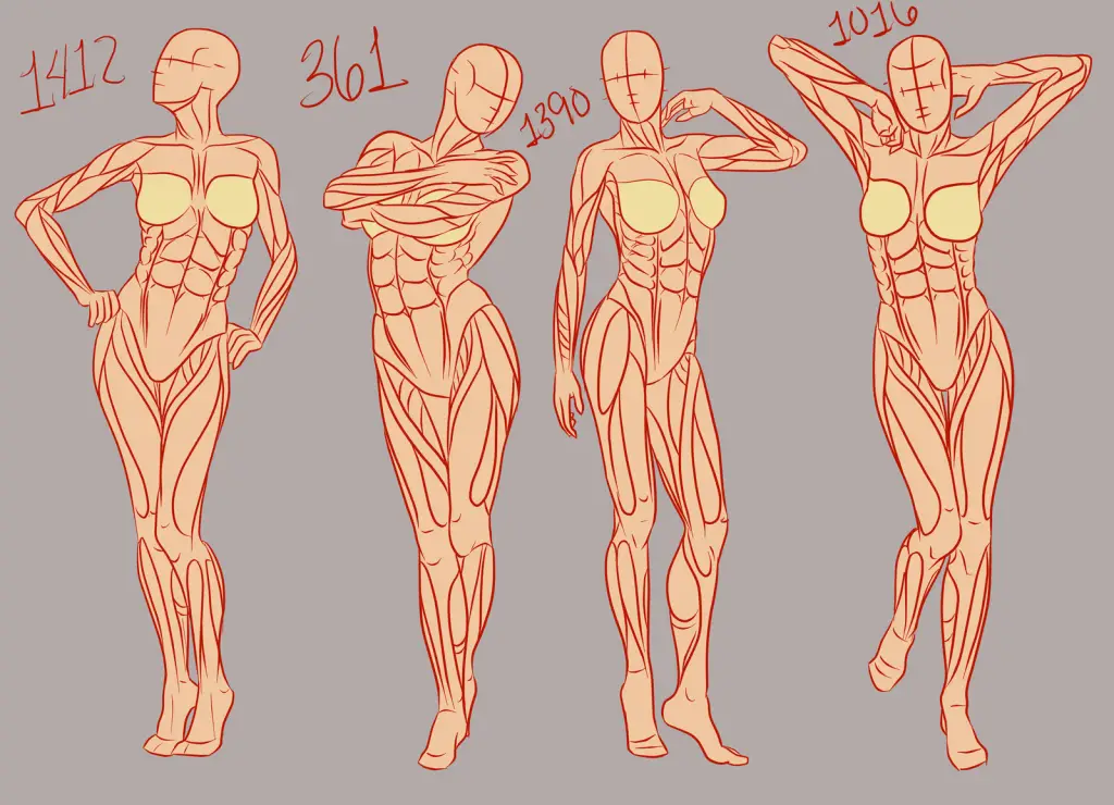 Female Muscle Anatomy Drawing 1 1024x740