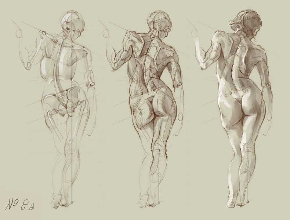 Female Muscle Anatomy Drawing 2