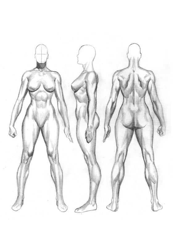 Female Muscle Anatomy Drawing 6