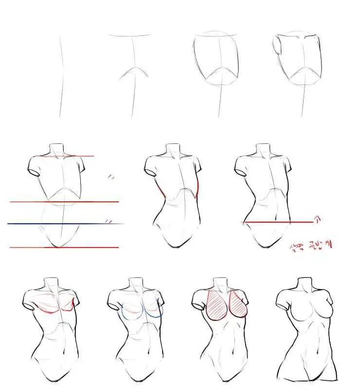 Female Torso Drawing Reference 2