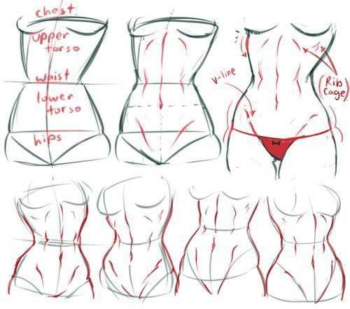 Female Torso Drawing Reference 4