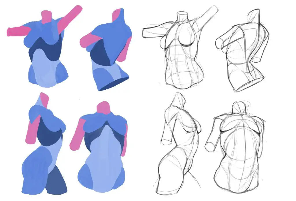 Female Torso Drawing Reference 5 1024x695
