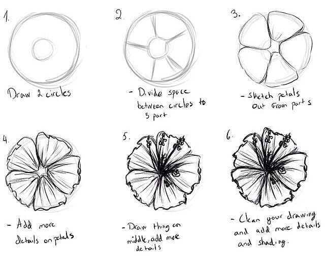 Flower Drawing Reference 15