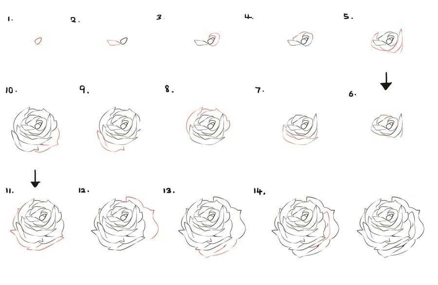 Flower Drawing Reference 16
