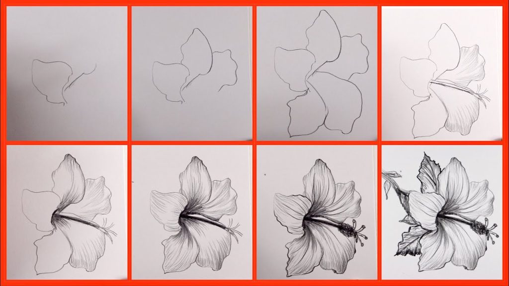 Flower Drawing Reference 31 1024x576