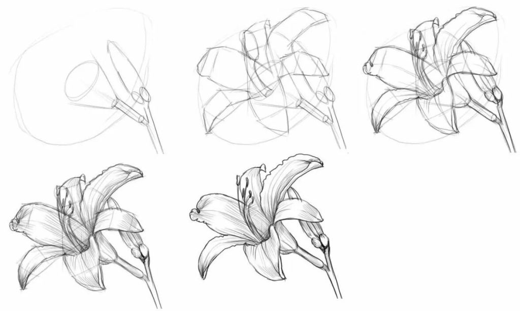 Flower Drawing Reference 32 1024x612