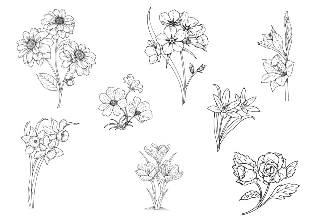 Flower Drawing Reference 53 1024x717