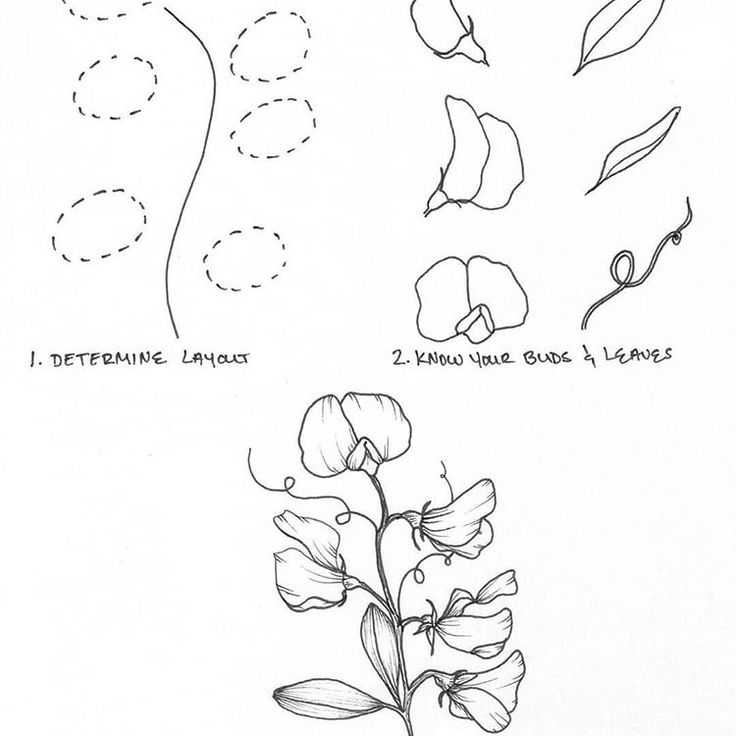 Flower Drawing Reference 56