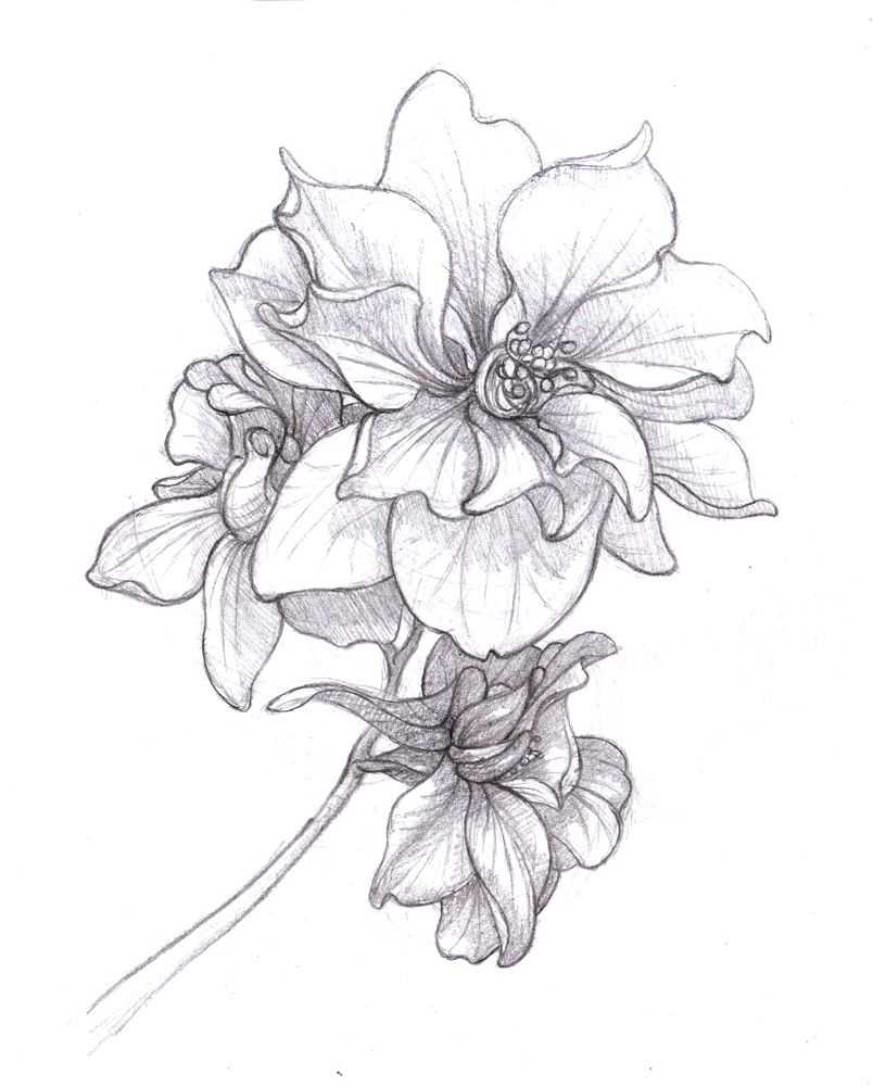 Flower Drawing Reference 57