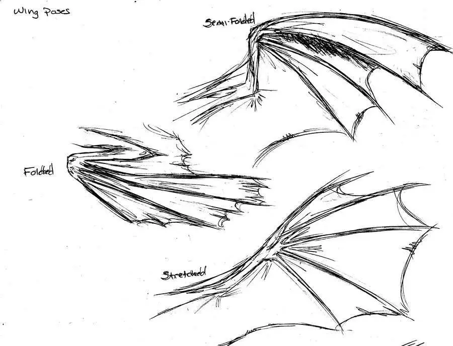 Folded Dragon Wings Drawing 20