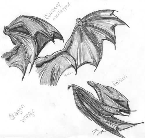 Folded Dragon Wings Drawing 23
