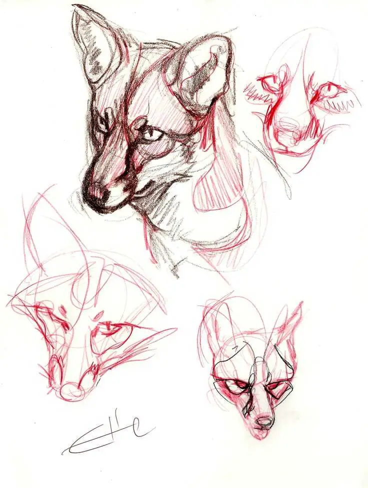 Fox Drawing 21