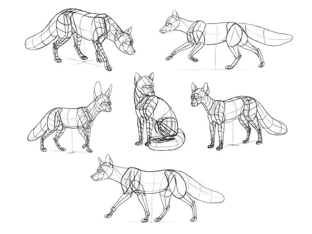 Fox Drawing 22