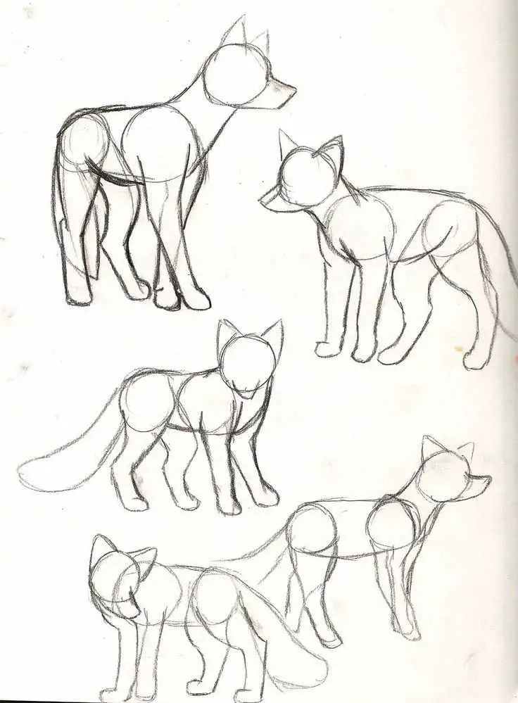 Fox Drawing 29