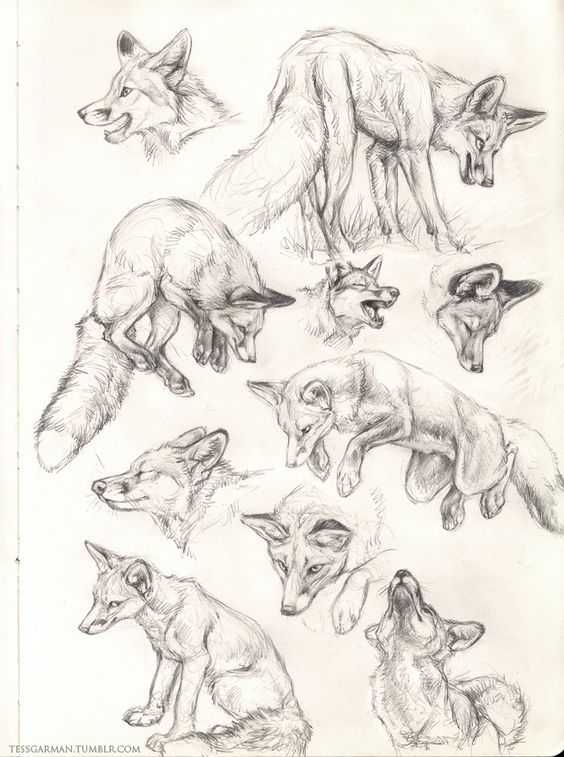 Fox Drawing Realistic 13