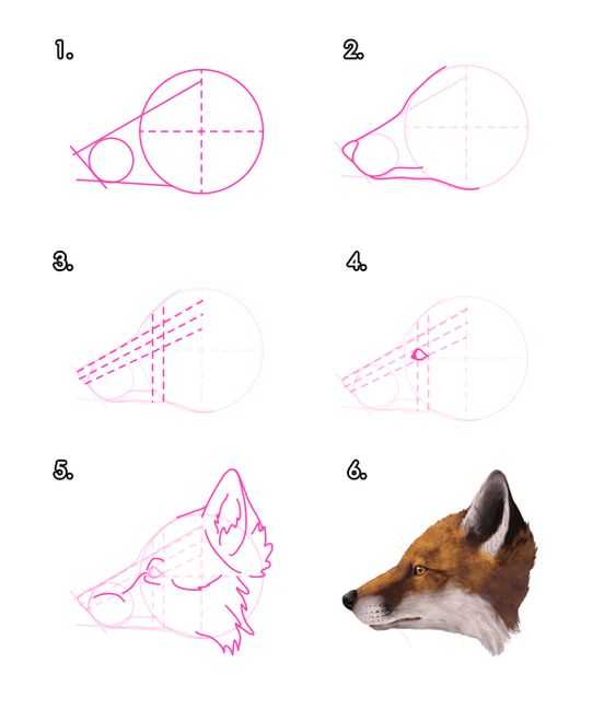 Fox Drawing Realistic 18