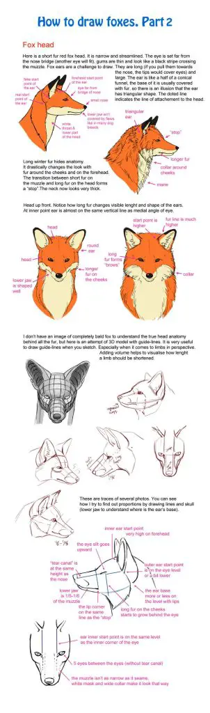 Fox Drawing Reference 10 302x1024