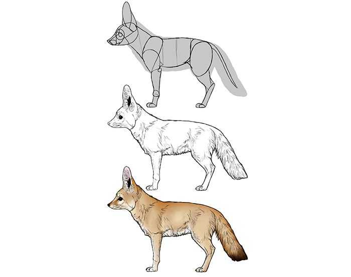 Fox Drawing Reference 5