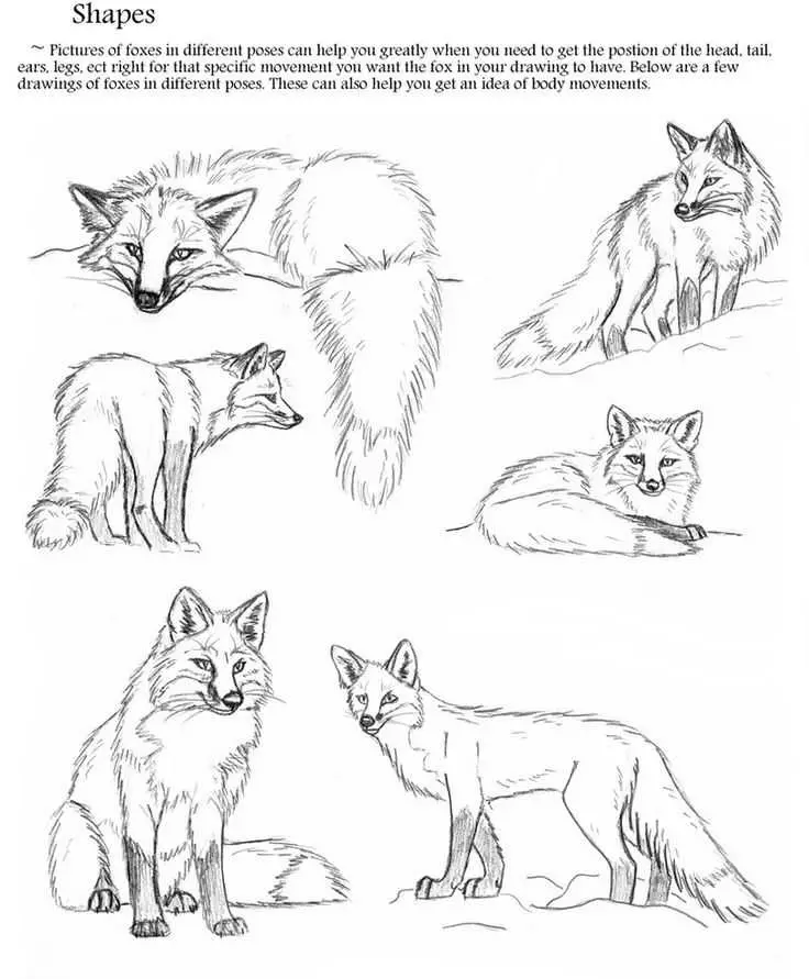 Fox Drawing Reference 6