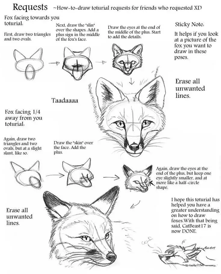 Fox Drawing Reference 7