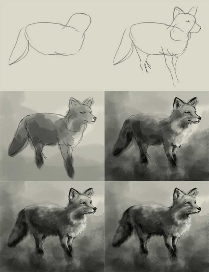 Fox Drawing Reference 8