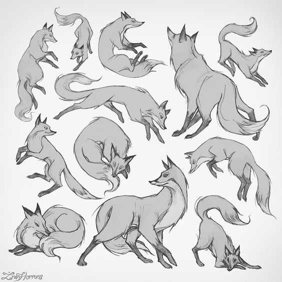 Featured image for fox drawing reference