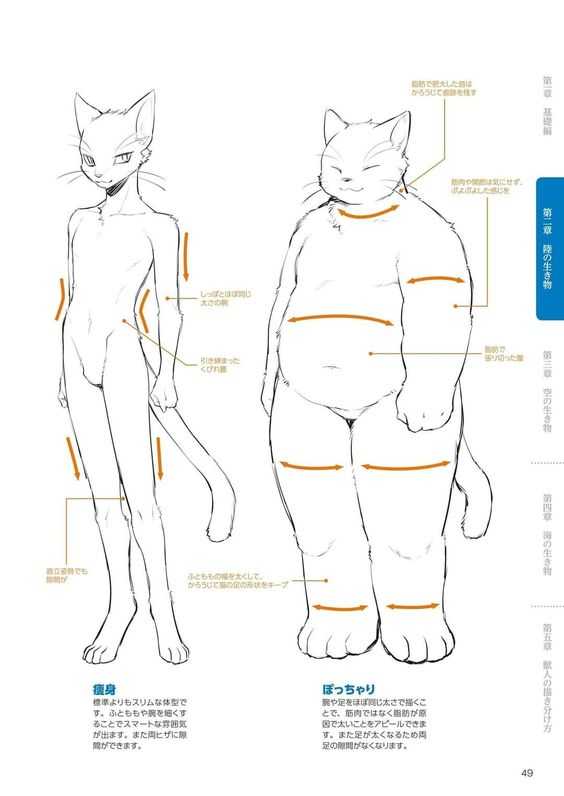 Furry Drawing Reference 15