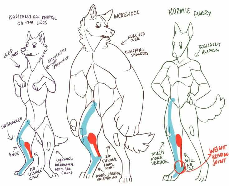 Furry Pose Reference 5