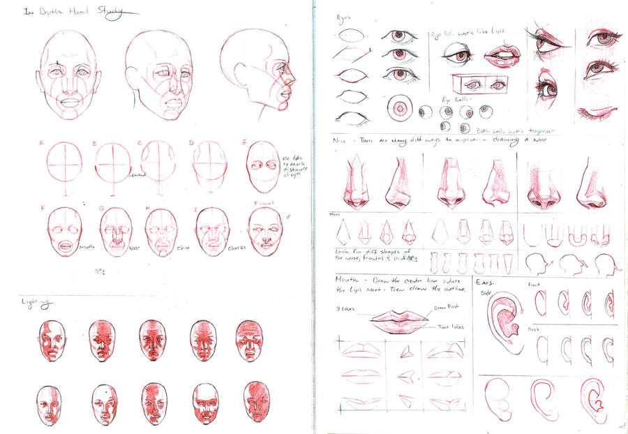 head drawing reference 6